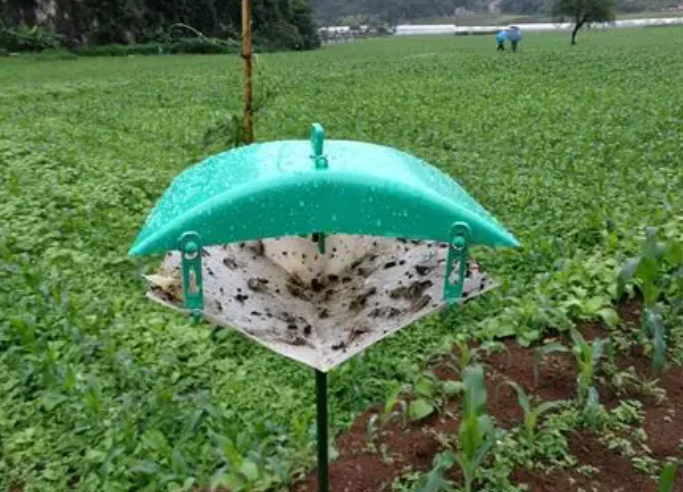 小菜蛾诱捕器图片