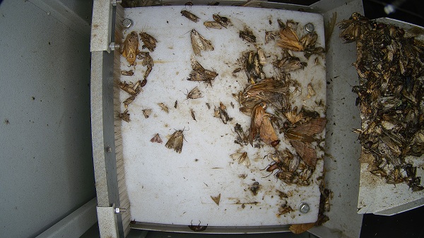 农林重大病虫害图片2 农林重大病虫害图片2