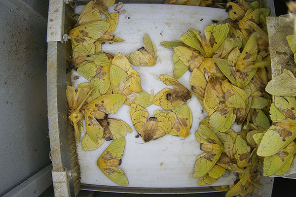 农林重大病虫害图片3 农林重大病虫害图片3