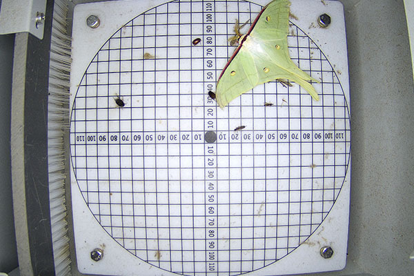 农林重大病虫害图片4 农林重大病虫害图片4